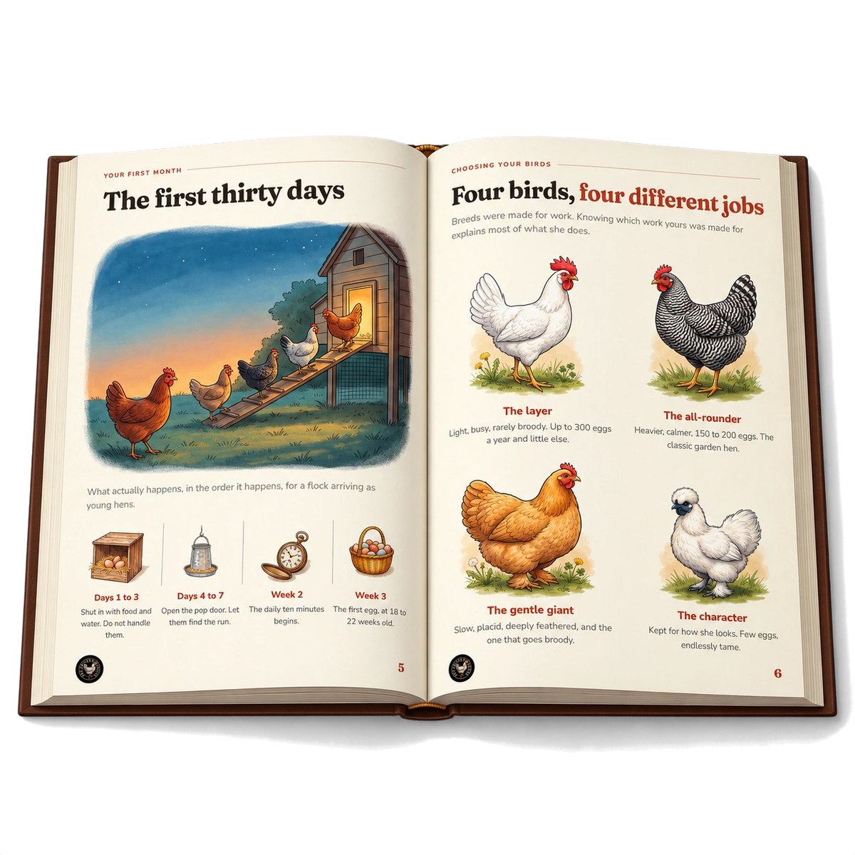 The Backyard Flock System illustrated guide preview